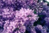 用“丁香花”造句
