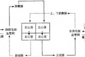 用“血液循环”造句