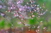 用“杏花春雨”造句