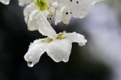 用“梨花带雨”造句