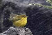 用“风雨飘摇”造句