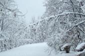 用“雪花飞舞”造句