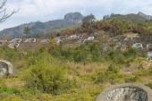 用“坟山”造句