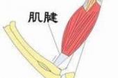 用“肌腱”造句