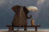 用“挡风遮雨”造句