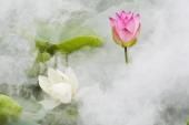 用“雾里看花”造句