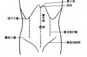 用“腹部”造句