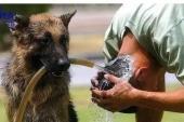 用“义犬”造句
