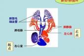 用“肺静脉”造句