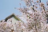 用“花雨”造句