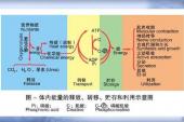 用“能量代谢”造句