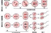 用“减数”造句