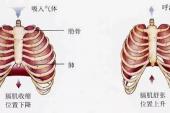 用“膈肌”造句