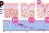 用“自由基”造句