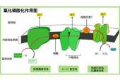 用“氧化作用”造句