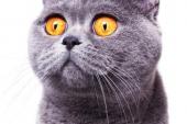 用“宠物猫”造句