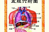 用“五脏六腑”造句