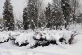 用“雨雪霏霏”造句