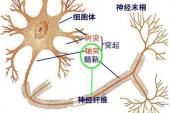 用“神经末梢”造句