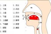 用“发音部位”造句