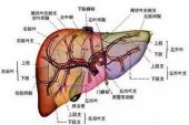 用“腰腿痛”造句