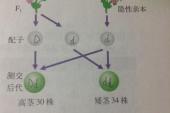 用“基因型”造句