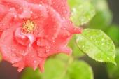 用“玫瑰红”造句