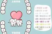 用“恒牙”造句