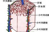 用“血窦”造句