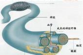 用“神经纤维”造句