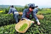 用“直言无隐”造句