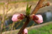 用“花芽”造句