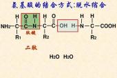 用“肽键”造句