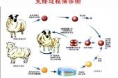 用“克隆版”造句