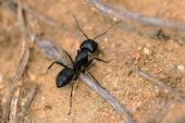 用“黑蚂蚁”造句