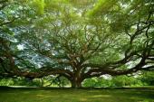 用“巨树”造句