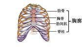 用“胸廓”造句