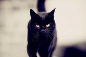 用“黑猫”造句