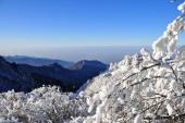 用“欺霜傲雪”造句