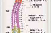 用“脊神经”造句