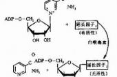 用“白喉毒素”造句