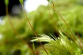 用“高等植物”造句