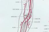 用“臂部”造句