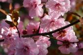用“桃花开”造句