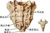 用“骶骨”造句