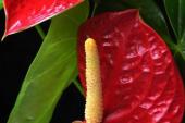 用“火鹤花”造句