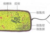 用“拟核”造句