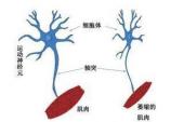 用“运动神经”造句
