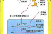 用“癌基因”造句