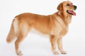 用“家犬”造句